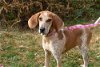 Chessie/ADOPTED!
