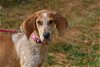 Chessie/ADOPTED!