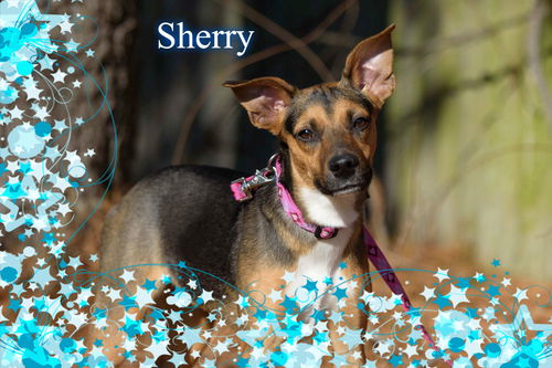 Sherry/ADOPTED!