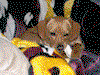 Sunny-ADOPTED!!