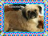 Simone'/Katie/Adopted!