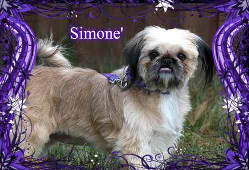 Simone'/Katie/Adopted!