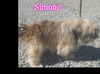 Simone'/Katie/Adopted!