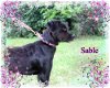Sable/ADOPTED!