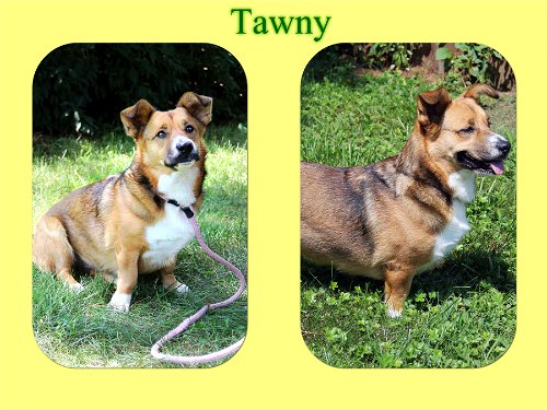 Tawny/Pebbles - ADOPTED!