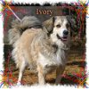 Ivory/ADOPTED!