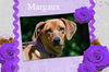 Margaux/Adoption Pending!