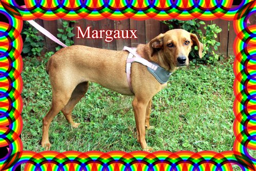 Margaux/Adoption Pending!