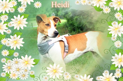 Heidi/ADOPTED!