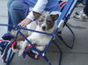 Sheila/ADOPTED!!