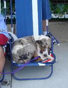 Sheila/ADOPTED!!