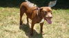Conall-ADOPTED!