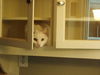 Sullivan-ADOPTED!