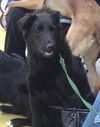 Drake-adopted