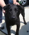 Drake-adopted