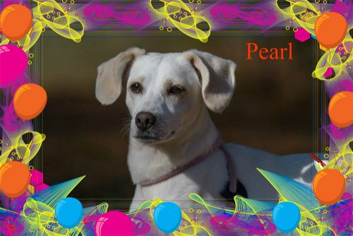Pearl (Snow White)ADOPTED!