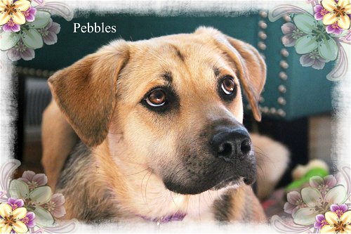 Pebbles/ADOPTED!
