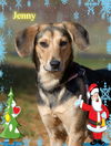 Jenny/ADOPTED!