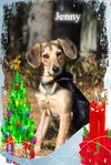Jenny/ADOPTED!