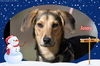 Jenny/ADOPTED!