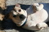 Cashmere/ADOPTED!!