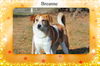 Breanne/Breezy-ADOPTED!