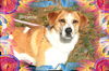 Breanne/Breezy-ADOPTED!