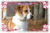 Breanne/Breezy-ADOPTED!