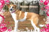 Breanne/Breezy-ADOPTED!