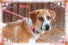 Breanne/Breezy-ADOPTED!