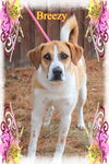 Breanne/Breezy-ADOPTED!