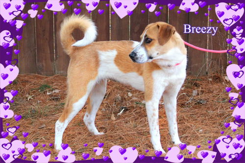 Breanne/Breezy-ADOPTED!