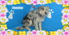Jasmine/ADOPTED!
