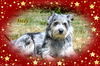 Jasmine/ADOPTED!