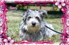 Jasmine/ADOPTED!