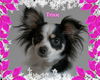 Trixie/Jagger