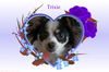 Trixie/Jagger