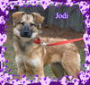 Jodi/Luna Adopted!