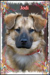 Jodi/Luna Adopted!