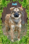 Jodi/Luna Adopted!