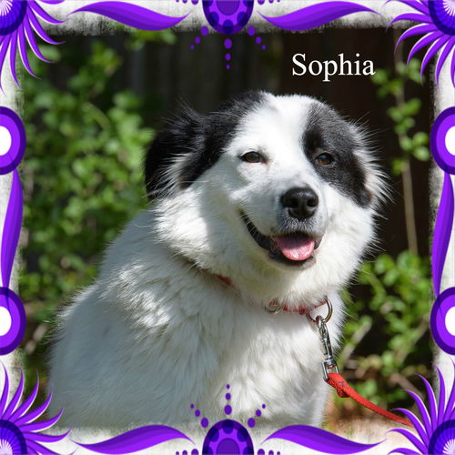 Sophia/ADOPTED!