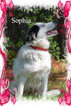 Sophia/ADOPTED!