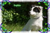 Sophia/ADOPTED!