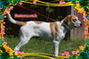 Butterscotch/ADOPTED!