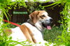 Butterscotch/ADOPTED!