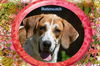 Butterscotch/ADOPTED!
