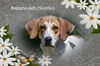 Butterscotch/ADOPTED!