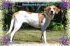 Butterscotch/ADOPTED!