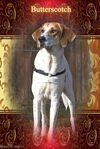 Butterscotch/ADOPTED!