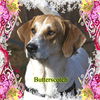 Butterscotch/ADOPTED!